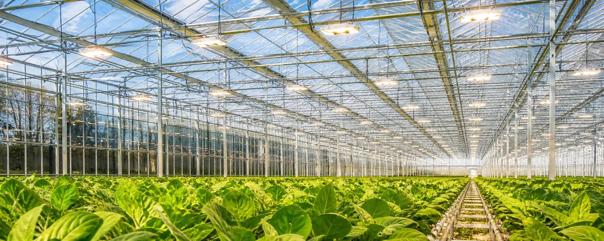 Commercial greenhouse with supplemental LED grow lights